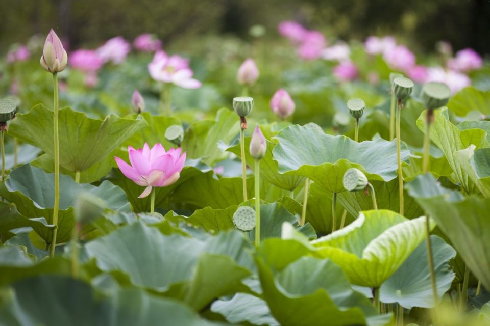 Lotus and Water Lily Festival - 2018