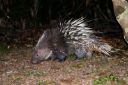 Fig. 3: Malayan porcupine, _Hystrix brachyura_ foraging for food in Khao Yai National Park, Thailand. Credit: Rushenb, 2014, CC BY-SA 4.0, https://commons.wikimedia.org/w/index.php?curid=35918871. The _orang asli_ continue to hunt and trap them to this day. Finding a bezoar stone was and still is a rare and celebratory event for a hunter. 