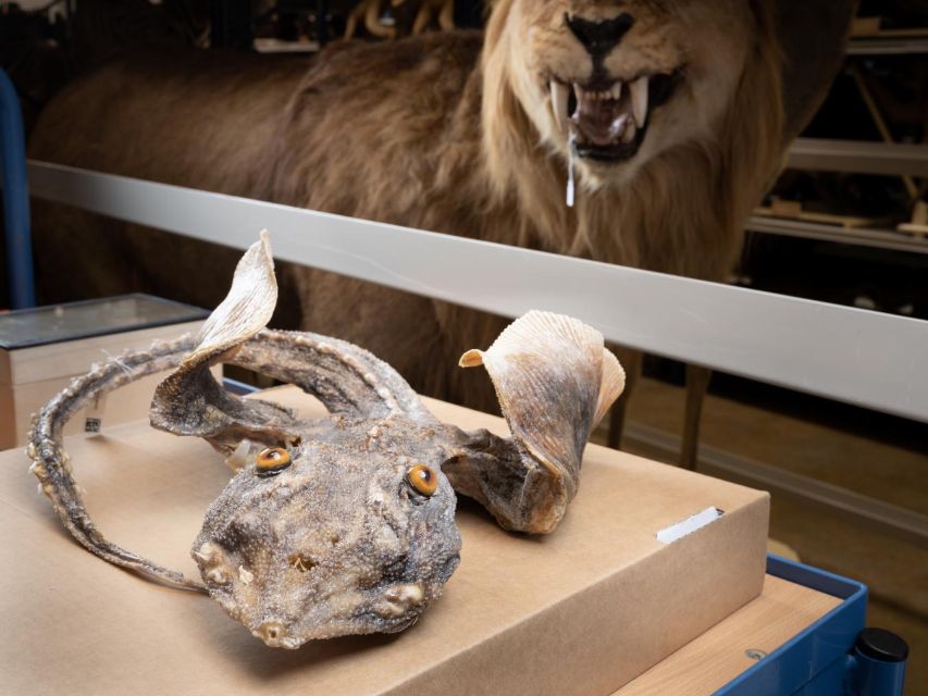 Draakje gemaakt van een rog, door Sophia Hendrikx en Robbert Striekwold - Naturalis Biodiversity Center - RMNH.PISC.84323