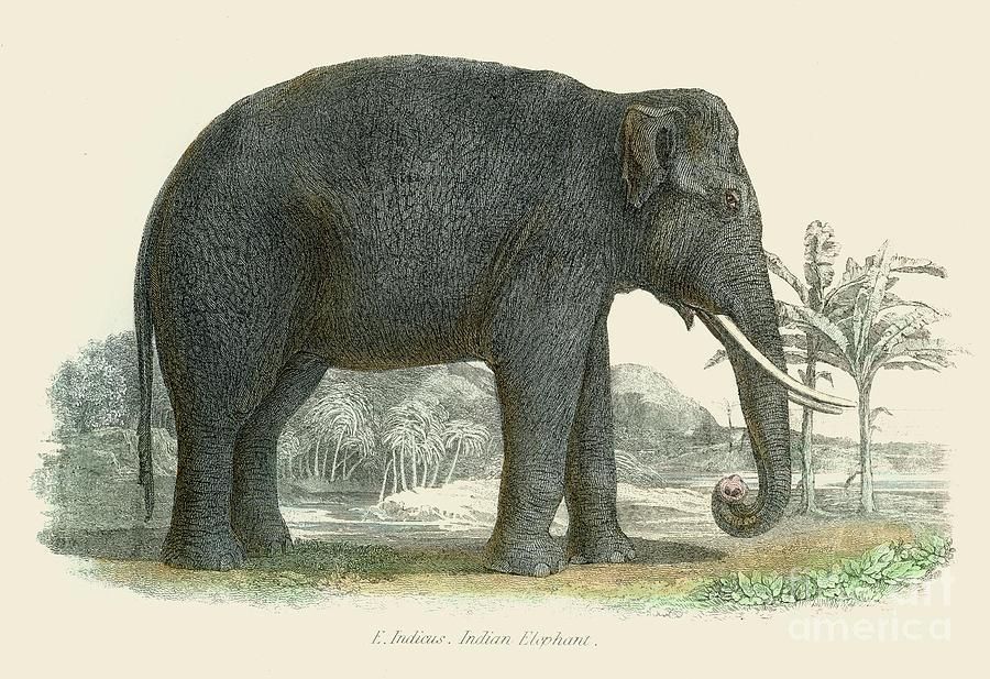 Fig 1. Illustration of Indian elephant, 1803 [Fotos.com by Getty Images](https://photos.com/featured/indian-elephant-illustration-1803-thepalmer.html)