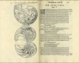 Ulisse Aldrovandi (1522-1605) in his 1606 [encyclopedia of animal specimens](https://archive.org/stream/vlyssisaldrova00aldr#page/266/mode/2up)