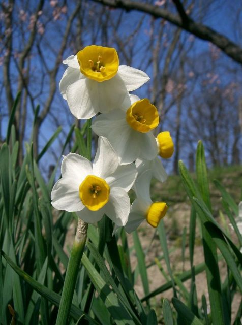 Narcissus Tazetta - Chinese Sacred Lily 水仙花 - wikicommons