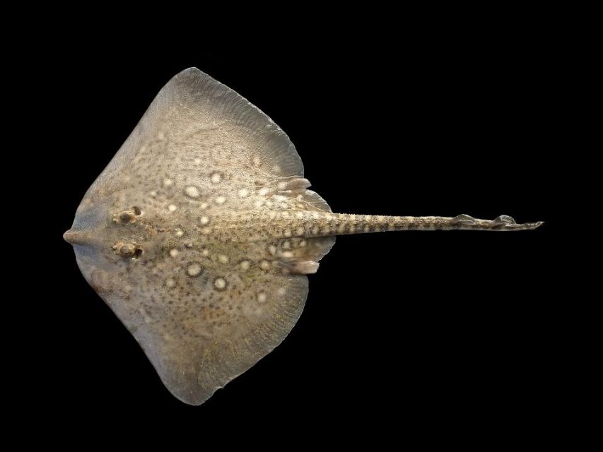 Stingray - [Wikimedia](https://nl.wikipedia.org/wiki/Stekelrog#/media/Bestand:Raja_clavata_(juv).jpg)