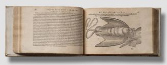 Pierre Belon, De Aquatilibus, 1553. [Rare Fish Books Amsterdam](http://rarefishbooks.com/) - Fotografie Cees de Jonge