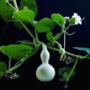Bottle gourd with tendrils and flowers - Image from grower
