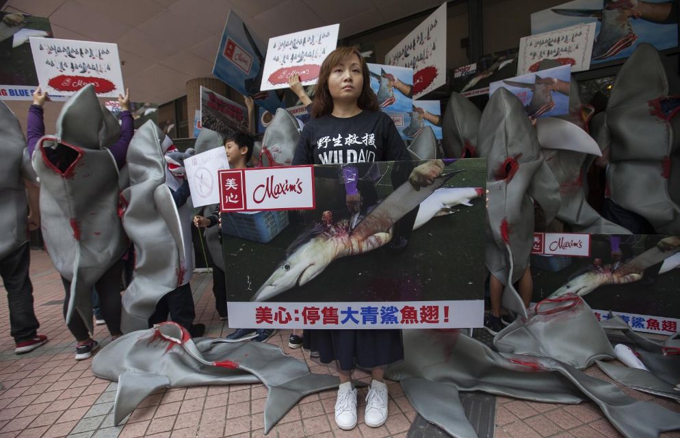 Fig: Protest against the use of shark fins - [Wikimedia Commons](https://commons.wikimedia.org/wiki/File:Maxim%27s-HKU-WildAid-Protest-11.jpg) 