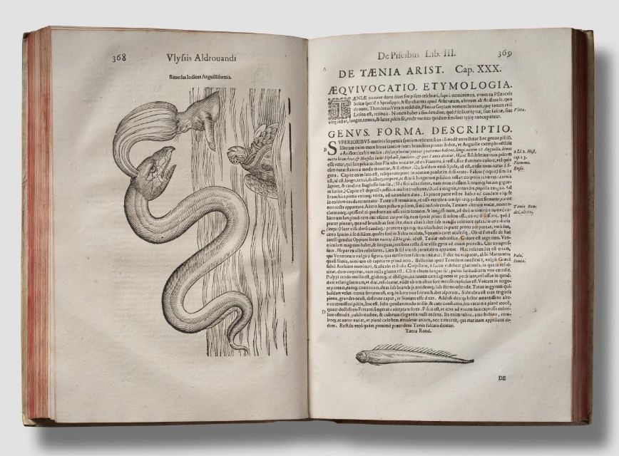 Aldrovandi, de piscibus et de cetis, 1623. [Rare Fish Books Amsterdam](http://rarefishbooks.com/) - Photography Cees de Jonge