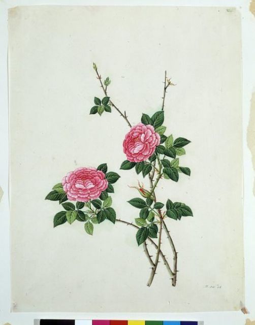 Chinese Rose - V&A - D.311-1886.jpg