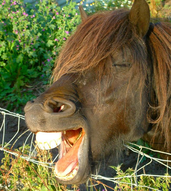 Horse showing its white horses [Wikipedia](https://en.wikipedia.org/wiki/Horse_teeth#/media/File:Yawning_horse,_Scotland.jpg)