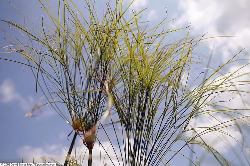 Papyrus plant - David Stang - [Wikicommons](https://commons.wikimedia.org/wiki/File:Cyperus_papyrus_9zz.jpg)