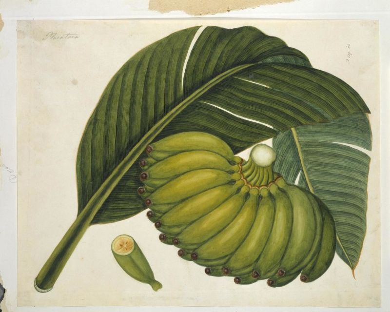 Bananas - Victoria and Albert Museum - [D.319-1886](http://collections.vam.ac.uk/item/O68893/bananas-painting-unknown/)