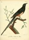 Appearance in Histoire naturelle des oiseaux d'Afrique, 1799 - [biodiversitylibrary](https://www.biodiversitylibrary.org/page/41411818#page/35/mode/1up)