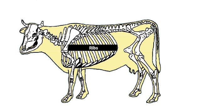 Ribs - [Animal and food sciences](http://afs.ca.uky.edu/livestock/beef/skeletal/ribs)