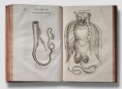 Pierre Belon, De Aquatilibus, 1553. [Rare Fish Books Amsterdam](http://rarefishbooks.com/) - Photography Cees de Jonge
