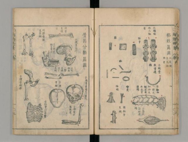 Katai Shinsho, 1774, [National Diet Library](https://dl.ndl.go.jp/info:ndljp/pid/2558887/19)  The book is a Japanese translation of a Western study of anatomy 