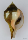 Operculum of a Turbinella pyrum, used by the snail to seal of its shell for protection. It is noticeable that the Operculum is not able to cover the whole of the shells opening