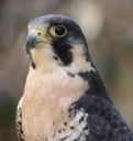 Fig. 2 - Photograph of a peregrine falcon - Ltshears - [wikicommons](https://commons.wikimedia.org/wiki/File:Peregrine_Falcon_12.jpg)