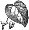 Figure 10: Form of an ivy leaf (Hedera colchica) - [Wikimedia](https://commons.wikimedia.org/wiki/File:EB1911_Ivy_-_Fig._2.%E2%80%94Hedera_colchica.jpg)