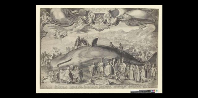 Figure 1: _Stranded whale at Beverwijk on January 13, 1601_, Jan Saenredam, 1618 (reissue of 1602 print). British Library. Engraving. H 410mm × w 593mm https://www.britishmuseum.org/collection/object/P_1846-0509-271