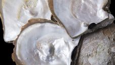 [blister pearls, attached to one side of the oyster shells](https://www.gia.edu/gia-news-research/natural-shell-blisters-and-blister-pearls)