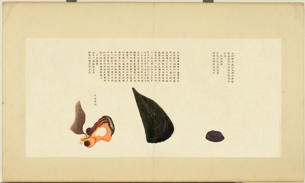 **Fig. 1.** Impression of the page with the Oxhorn clam in the _Illustrated Catalogue of Marine Creatures_ - Facsimiles by [Gu Gong Beijing](https://www.dpm.org.cn/periodical/238057.html)