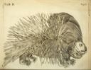 Fig. 1: Eurasian porcupine or _Histrix cristata_ in Valentini, 1701, _Polychresta exotica_…, Francofurti, p. 33. Courtesy of Smithsonian Library. The porcupine bezoars brought from the Malay world could come from three different porcupine species which were largely unknown in Europe well into the 18th century.