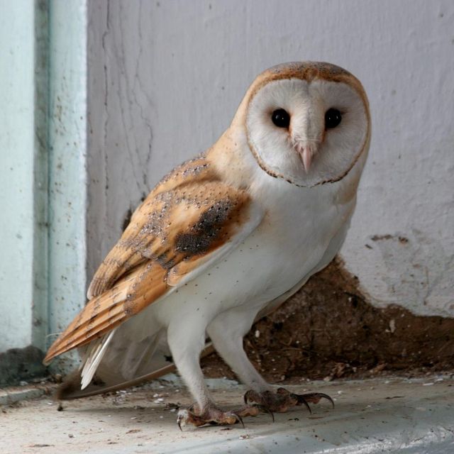 Fig. 1 - Barn owl - [wikicommons](https://commons.wikimedia.org/wiki/File:Сипуха_(Tyto_alba)_в_Чорноморському_біосферному_заповіднику.jpg)