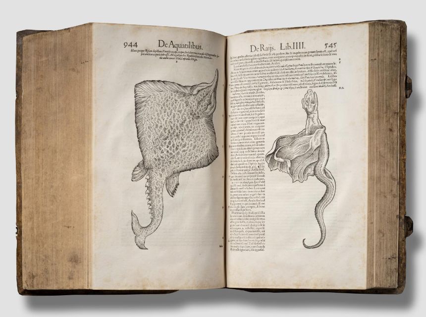 Conrad Gessner, Historia Piscium, 1558 [Rare Fish Books Amsterdam](http://rarefishbooks.com/) - Photography Cees de Jonge