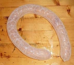 Fig. 4: Intestine soaking in weak lye. [Sallypointer](http://sallypointer.blogspot.com/2015/06/sheepgut-condoms.html)