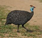 Fig 4: A guinea fowl: the namesake of the cotton cloth - [“guinea fowl: introduction”](https://www.lowimpact.org/lowimpact-topic/guinea-fowl/) 