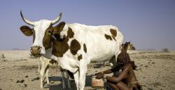  Himba women milking a cow - [photograph by Peter Menzel](https://namibiatourismexpo.wordpress.com/2014/10/07/the-remarkable-himba-tribe/)