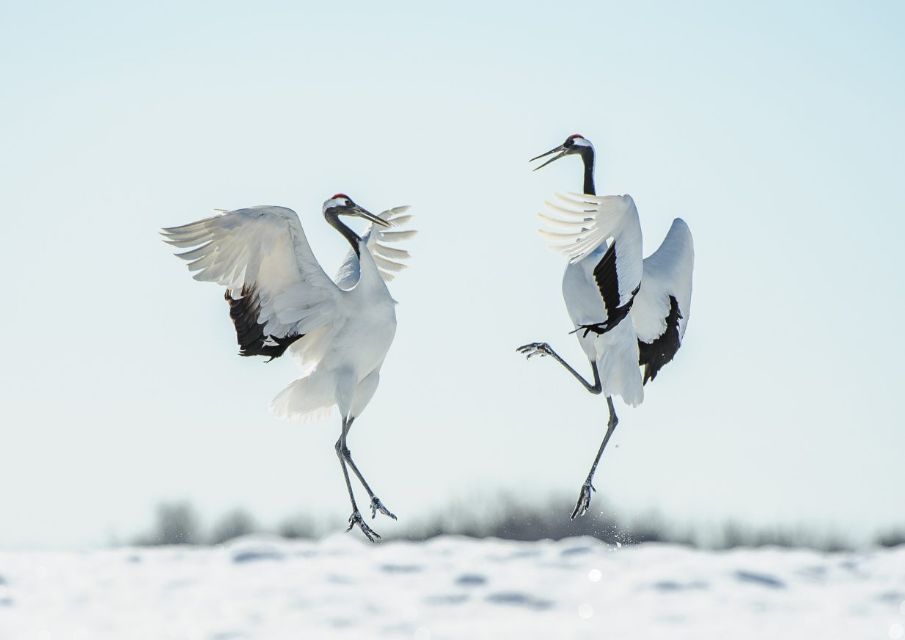 two dancing Manchurian cranes 丹頂鶴 - Natuurwijzer Naturalis