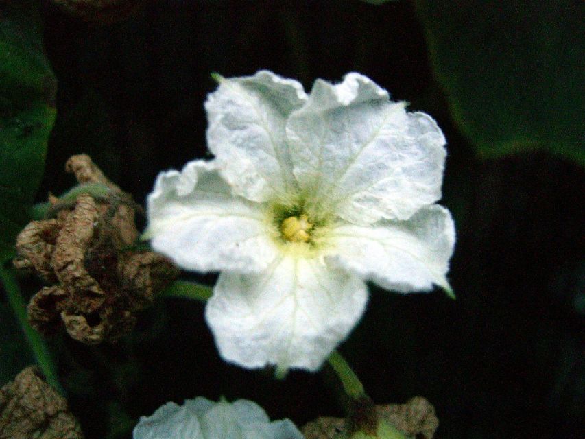 Calabash flower