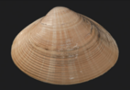 Figure 16: Bivalve shell, which likely inspired the recognizable motif from Mycenaean art that became simplified through time.[From Lutaenko, K.A. 2014](https://www.academia.edu/9442878/Notes_on_type_material_of_Mactra_sulcataria_Deshayes_in_Reeve_1854_Bivalvia_Mactridae_and_taxonomic_history_of_the_species)