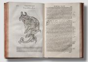 Aldrovandi, de piscibus et de cetis, 1623. [Rare Fish Books Amsterdam](http://rarefishbooks.com/)