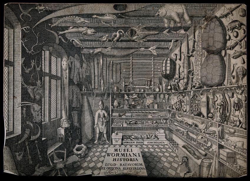 Figure 2: The Museum of Ole Worm, Copenhagen: interior. Engraving, 1655. [571887i](https://wellcomecollection.org/works/cjsqdcpy).