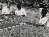 Fig 8: Preparing Cocoa in Ghana in the 20th Century - [National Archives UK](https://en.wikipedia.org/wiki/Cocoa_production_in_Ghana#/media/File:The_National_Archives_UK_-_CO_1069-46-5.jpg) 