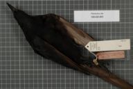 Ptilostomus afer - [​​RMNH.AVES.90421](https://data.biodiversitydata.nl/naturalis/specimen/RMNH.AVES.140472) 